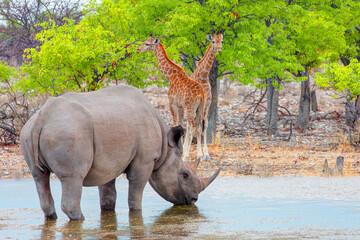 A rhino is drinking water in a small lake - Giraffe family walking in the Etosha park - Etosha...