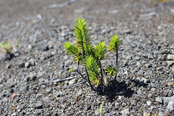 plant growing in soil
