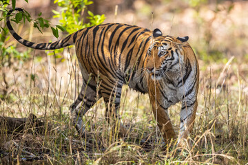 Tiger, Bengal Tiger (Panthera tigris Tigris), in Bandhavgarh National Park in India