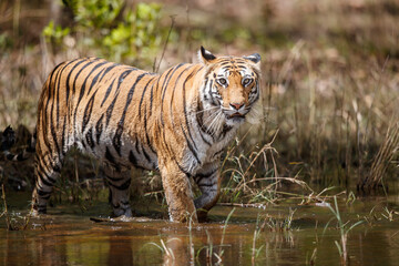 Fototapeta na wymiar Tiger, Bengal Tiger (Panthera tigris Tigris), in Bandhavgarh National Park in India
