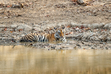 Naklejka na ściany i meble Tiger, Bengal Tiger (Panthera tigris Tigris), in Bandhavgarh National Park in India