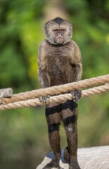 A White-fronted Capuchin stands on rock, full length portrait