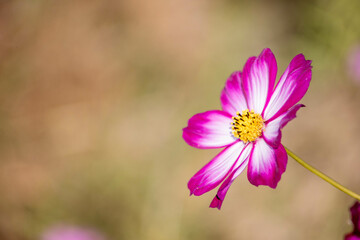 Obraz premium コスモス