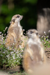 meerkats on guard in grass