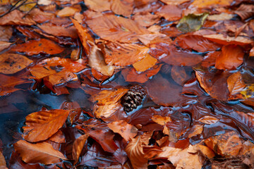 Colourful fall leaves in pond lake water, floating autumn leaf. Fall season leaves in rain puddle. Sunny autumn day foliage. Beautiful reflection in water