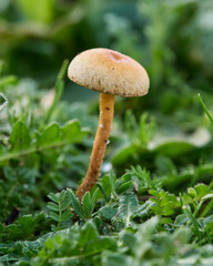 Brown fungus (Pholiota carbonaria), on the ground with green natural background of leaves and herbs, in the nature of Castilla y León, Spain