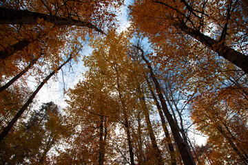 Looking upwards at the vibrant colors of the foliage on the trees in the forest against the clear blue sky on a sunny day in autumn