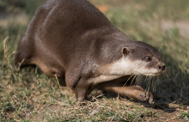 an otter on the rocks