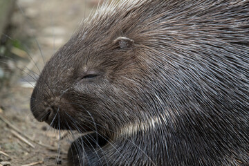 porcupine profile in close up