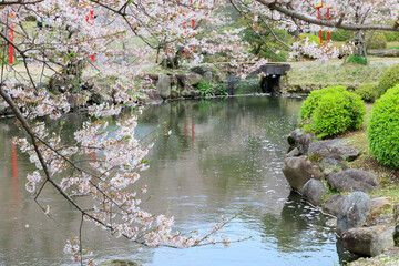 小城公園の桜祭り「佐賀県」