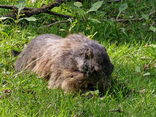 Marmot in Bielefeld on a green meadow