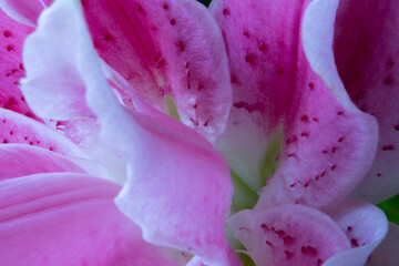 Detail of the interior of a pink lily flower