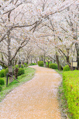 小城公園の桜道「佐賀県」