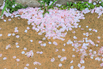 小城公園の桜祭り「佐賀県」