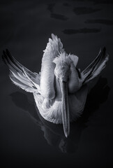a swimming pelican in the smooth water, high angle view, black and white picture