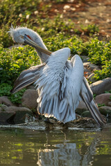 white pelican standing in the sunset