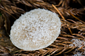 Mushroom covered with snow. Joshinetsu-Kogen National Park. Chubu Region. Japan.