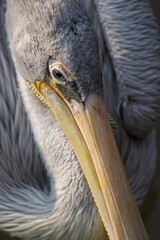 pelican portrait in closed up