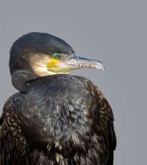 cormorant portrait on solid gray background