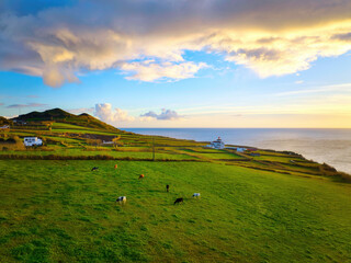 Fototapeta premium Cows herd grazing on a lush summer pasture during sunset, green grass, colorful sky, Azores islands