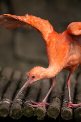 red Crested ibis in action