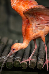 red Crested ibis in action