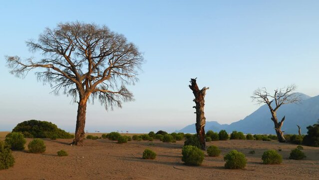Dry pines among the sands in Turkish savannah in the evening on Lycian Trail. With the sea and mountains in background. The village of Cirali in Antalya. Smooth camera movement from left to right