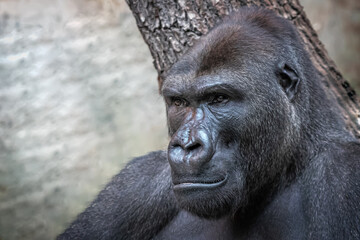 closeup portrait of a strong male gorilla