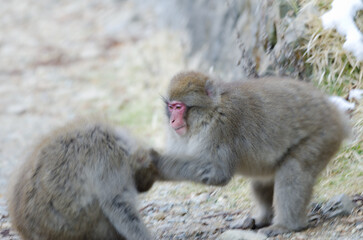 Young Japanese macaques Macaca fuscata playing. Jigokudani Monkey Park. Yamanouchi. Nagano Prefecture. Joshinetsu Kogen National Park. Japan.