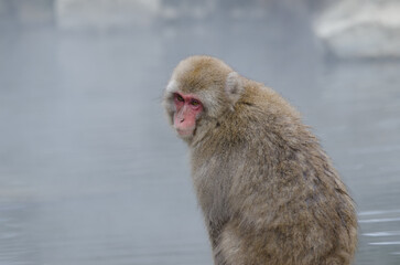 Japanese macaque Macaca fuscata. Jigokudani Monkey Park. Yamanouchi. Nagano Prefecture. Joshinetsu Kogen National Park. Japan.