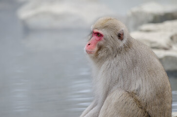 Japanese macaque Macaca fuscata. Jigokudani Monkey Park. Yamanouchi. Nagano Prefecture. Joshinetsu...