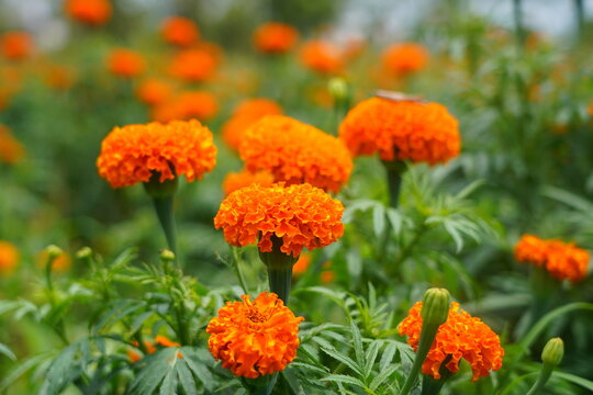 close up picture of bright orange flowers in a farm