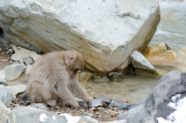 Japanese macaque Macaca fuscata. Young playing with stones. Jigokudani Monkey Park. Yamanouchi. Joshinetsu Kogen National Park. Japan.