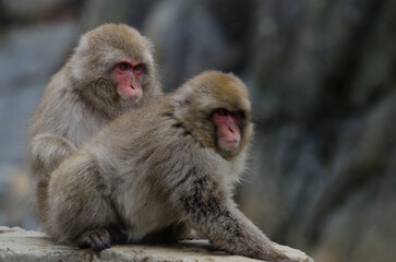 Japanese macaques Macaca fuscata. Jigokudani Monkey Park. Yamanouchi. Nagano Prefecture. Joshinetsu Kogen National Park. Japan.