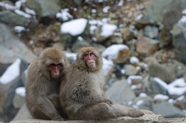 Japanese macaques Macaca fuscata. Jigokudani Monkey Park. Yamanouchi. Nagano Prefecture. Joshinetsu...