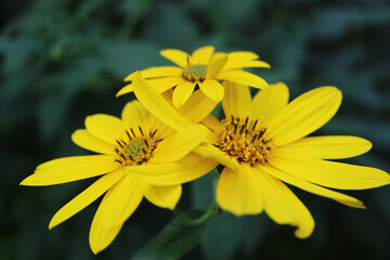 Yellow  Jerusalem  Artichoke flowers in the garden, Wild Sunflower with delicate petals and green leaves, summer blooming flower macro, beauty in nature, floral photo, stock image