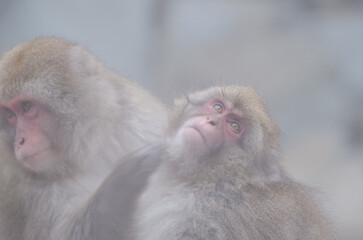 One Japanese macaque Macaca fuscata grooming another. Jigokudani Monkey Park. Yamanouchi. Nagano Prefecture. Joshinetsu Kogen National Park. Japan.