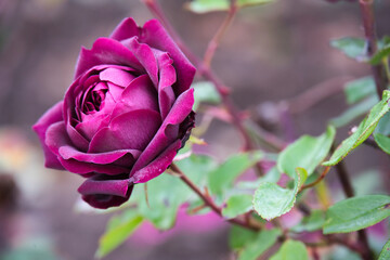 purple Rose