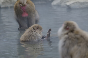 Japanese macaque Macaca fuscata looking for parasites in its fur in a hot spring pool. Jigokudani...