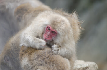 One Japanese macaque Macaca fuscata grooming another. Jigokudani Monkey Park. Yamanouchi. Nagano...