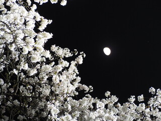 月に桜