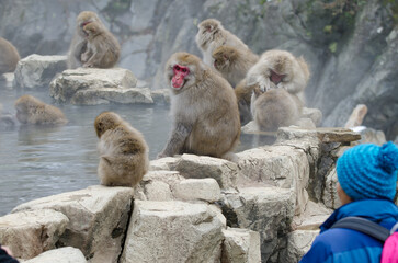 Obraz premium Person looking at Japanese macaques Macaca fuscata. Jigokudani Monkey Park. Yamanouchi. Nagano Prefecture. Joshinetsu Kogen National Park. Japan.