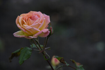 Garten Rose - Multicolored