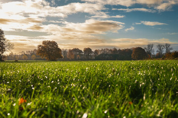 Beautiful lush meadow on a sunny autumn morning