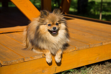 Pomeranian sits on a wooden surface.