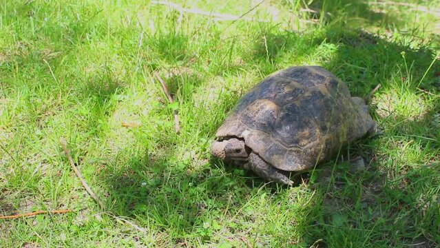 Turtle walking on the green grass