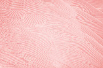 Beautiful line soft pink feather wing pattern texture background