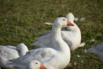 Geese Grazing in Liechtenstein, One Goose in Center Focus