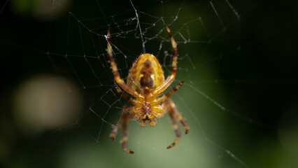 Araneus diadematus spider close up shot. Garden spider macro shot on a plant in garden.