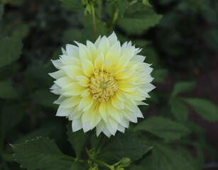 They are blooming yellow dahlia in the garden. Dahlia is a genus of bushy, tuberous, herbaceous...